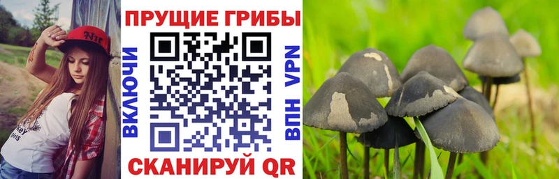 Галлюциногенные грибы Psilocybine cubensis где продают наркотики Назарово